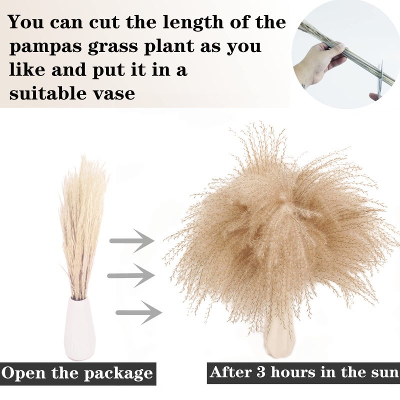 ANPROOR Dried Pampas Grass Decor, 100 Stems Pampas Grass Contains Bunny Tails Dried Flowers, Reed Grass Bouquet for Wedding Boho Flowers Home Table Decor, Rustic Farmhouse Party (17", White and Brown) - Image 5